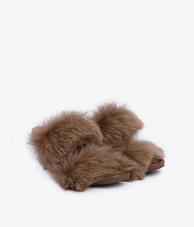 cissy / chestnut churra